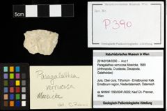 Foto (Objekt + Etiketten) von Paragalathea verrucosa (Moericke, 1889) 